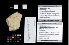 Foto (Objekt + Etikett) von Cracensigillatus acutirostris (Moericke, 1889)  (NHMW-GEO-1990-0041-2800)
